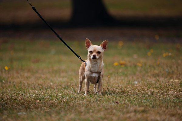 Wie kann ich sicherstellen, dass mein Hund in jeder Lebensphase gut betreut wird?